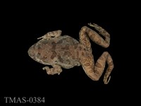 藏品(澤蛙)的圖片